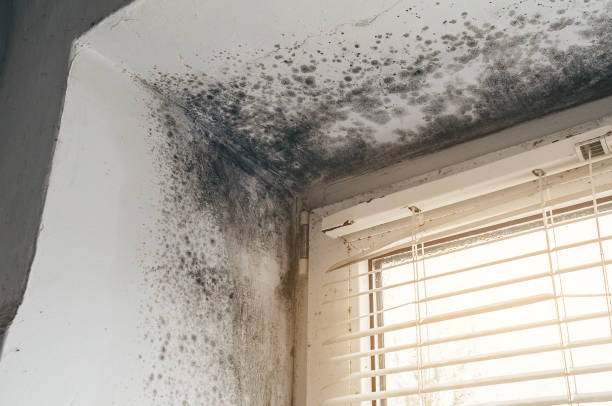 Mold Removal service in Beverly